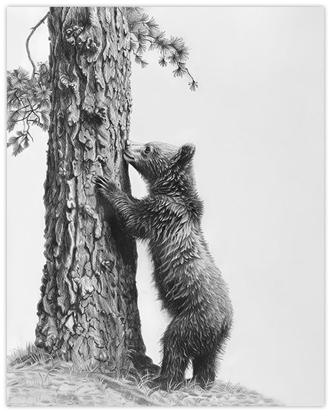 Wall art featuring a pencil illustration of a bear climbing a tree