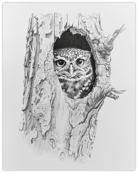 Wall art featuring a pencil illustration of a cute owl peeking from a tree hollow